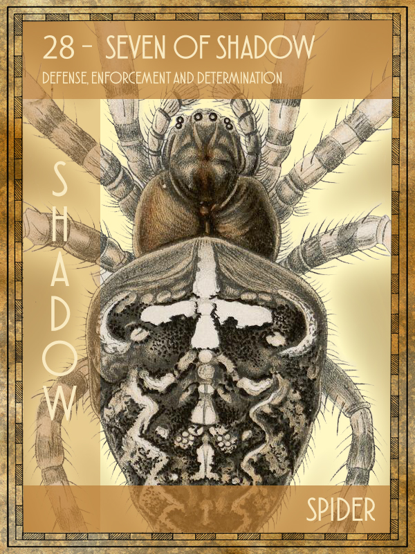 Animal Tarot Spider
