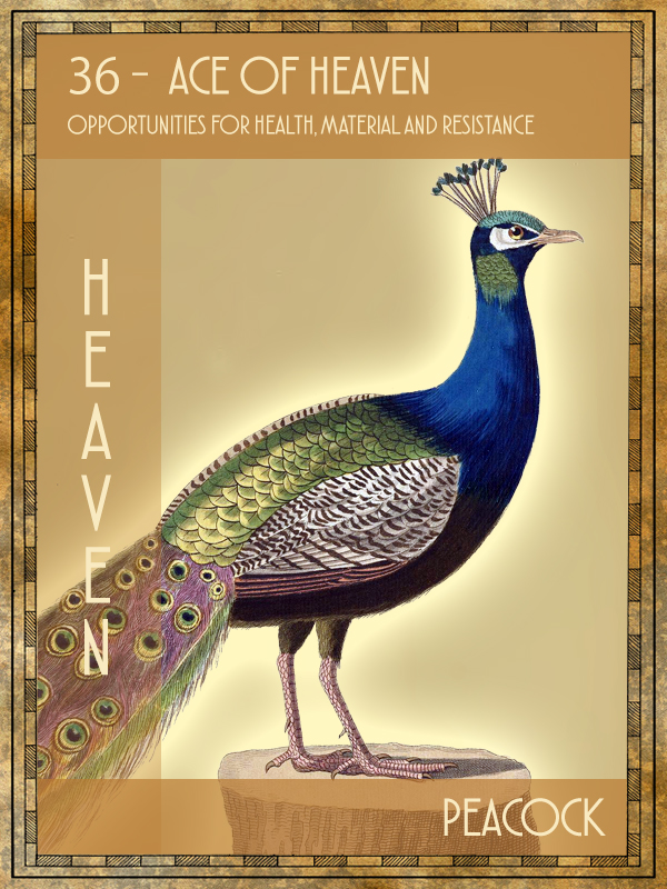 Animal Tarot Peacock