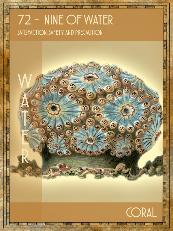 Animal Tarot Coral