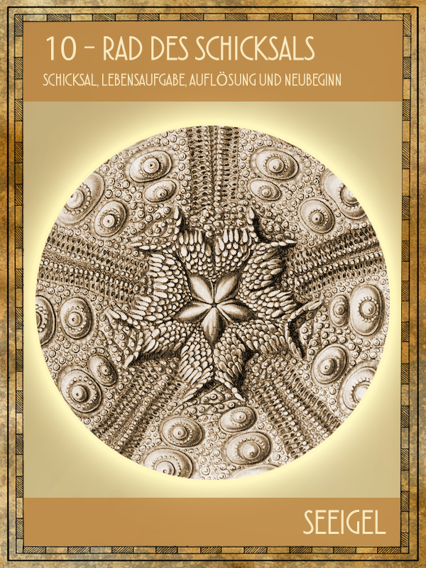 Seeigel Tiertarot Seeigel