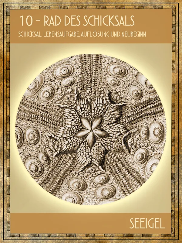 Tiertarot Seeigel