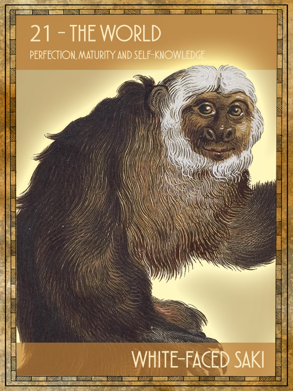 Animal Tarot Card:  White-faced saki