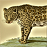 Animal Tarot Panther