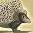 Animal Tarot Porcupine