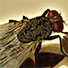 Animal Tarot Fly
