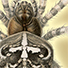 Animal Tarot Spider
