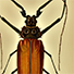 Animal Tarot Bug