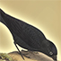 Animal Tarot Crow