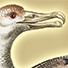 Animal Tarot Albatross
