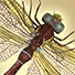 Animal Tarot Dragonfly