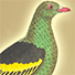 Animal Tarot Pigeon