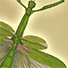 Animal Tarot Grasshopper