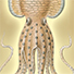Animal Tarot Nautilus