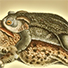Animal Tarot Frog